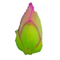 tracy flynn yoga logo