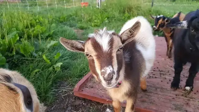 Bluebird Meadow Goat Yoga LLC photo
