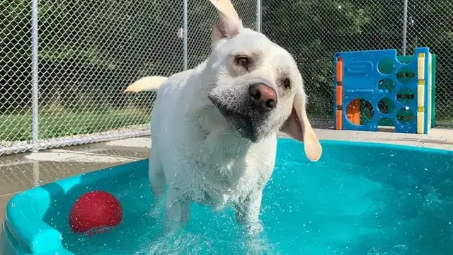 Doggy Daycare & Spa photo