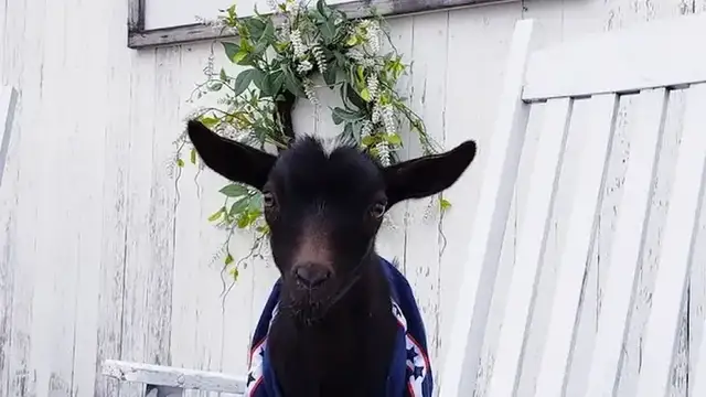 Original Goat Yoga- Lansing MI photo